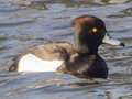 Red-crested Pochard x Tufted Duck hybrid